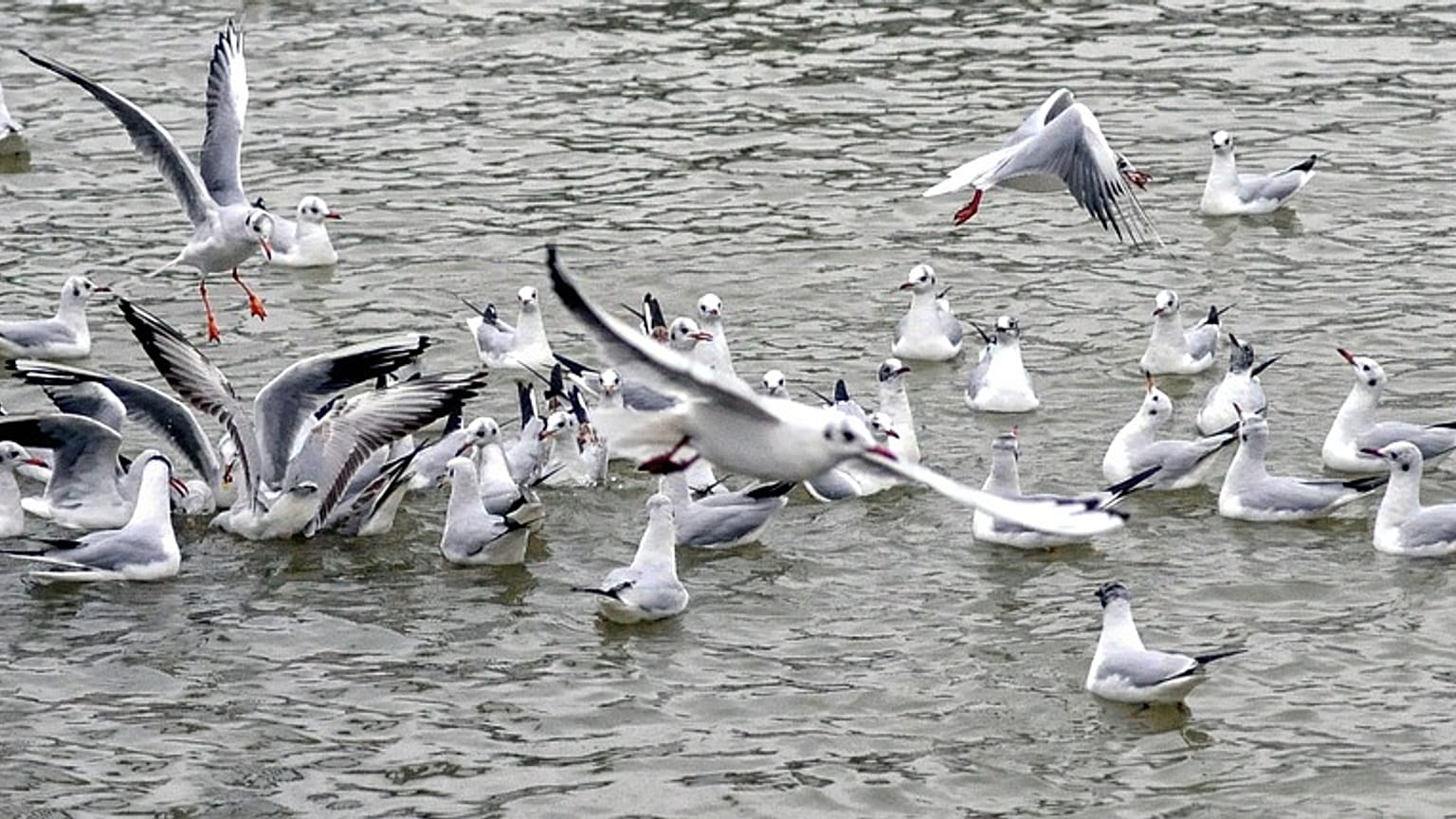 Drug-resistant superbugs found in Australian seagulls — study