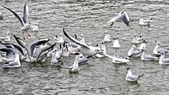 Drug-resistant superbugs found in Australian seagulls — study
