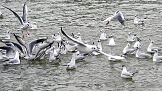 Drug-resistant superbugs found in Australian seagulls — study