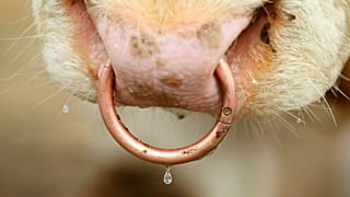 Vacas irlandesas na frente da resistência contra abertura à América do Sul