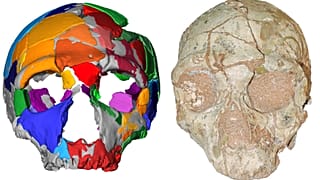 The Apidima 2 cranium and reconstruction show Neanderthal lineage
