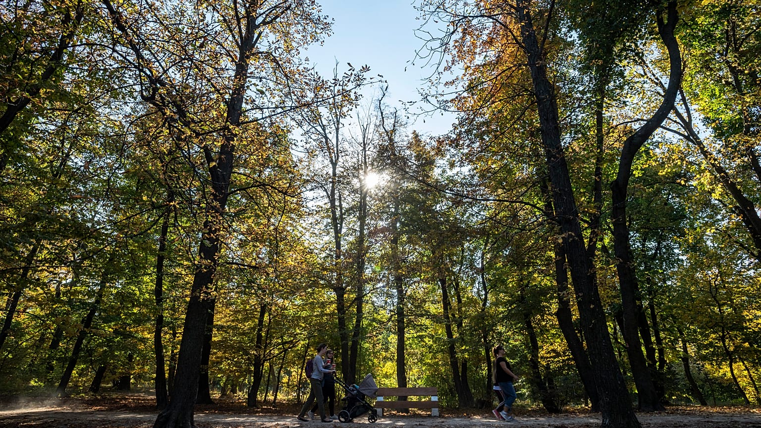 Alig két nap alatt majdnem 10 ezren csatlakoztak a "10 millió fa" mozgalomhoz