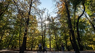 Alig két nap alatt majdnem 10 ezren csatlakoztak a "10 millió fa" mozgalomhoz