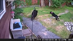 Security camera captures dog chasing bear from garden