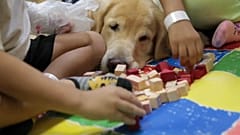 Juca, o cão brasileiro que muda a vida dos mais novos