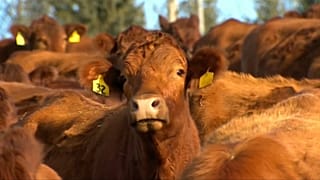 Bataille autour du CETA au parlement français