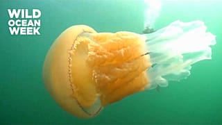 1,5m große Qualle begeistert Taucher im Ärmelkanal