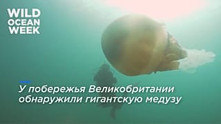 В Великобритании обнаружили медузу размером с человека