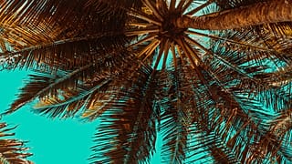 الإمارات ستزرع نخيلاً على سطح المريخ.. كيف وما هي التفاصيل؟