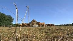 Canicule épisode 2 : l'appel à l'aide des agriculteurs français entendu ? 