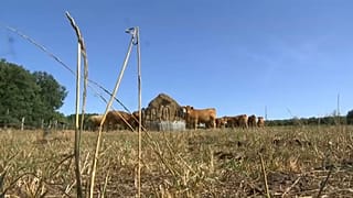 Canicule épisode 2 : l'appel à l'aide des agriculteurs français entendu ?