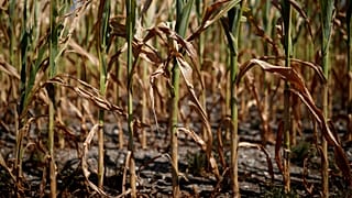Alerta en Francia ante una nueva ola de calor