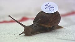Snail Racing World Championships 2019