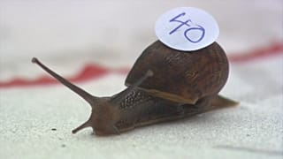 Snail Racing World Championships 2019