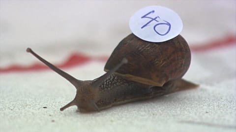 Snail Racing World Championships 2019