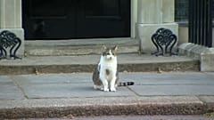 Downing Street 10: Larry bleibt, wer immer kommen mag