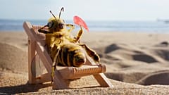 This insect influencer is saving the bees