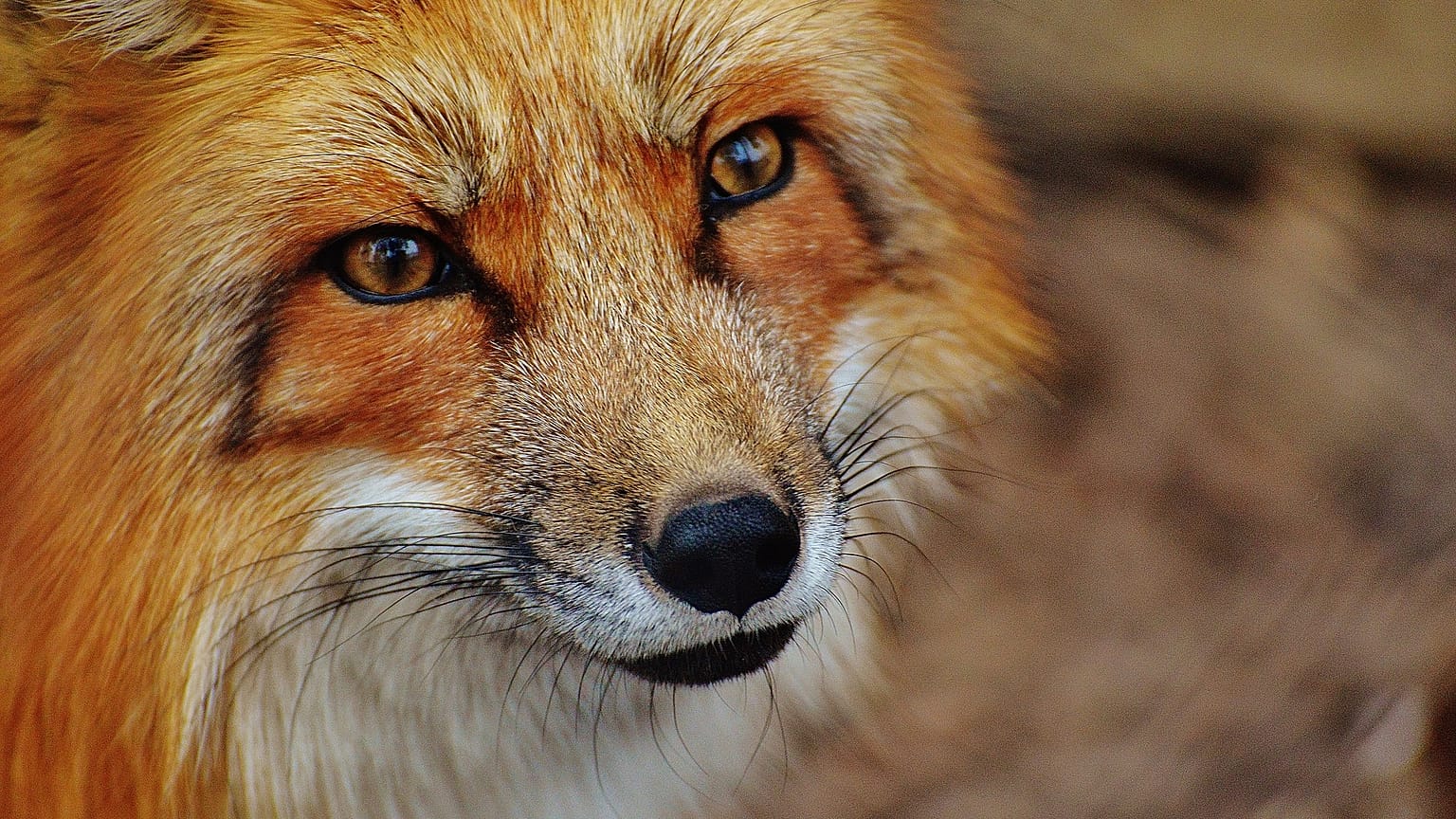 Fuchs klettert über Balkon ins Krankenhaus und beißt Patientin