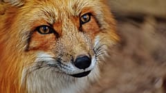 Fuchs klettert über Balkon ins Krankenhaus und beißt Patientin