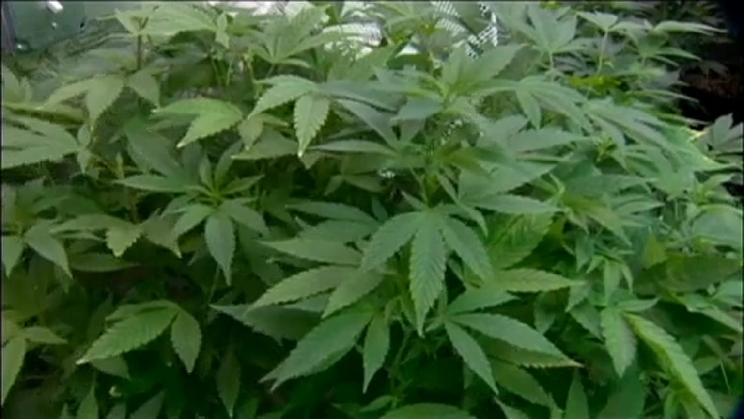 En Alemania no hay suficiente cannabis