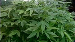En Alemania no hay suficiente cannabis