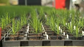 In Finladia si piantano dei super alberi per combattere il cambiamento climatico