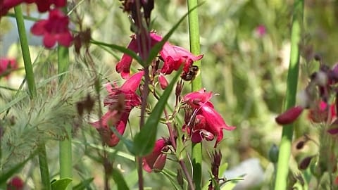 The garden has become a haven for endangered butterflies and bumblebees