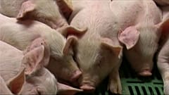 Африканская чума в Болгарии