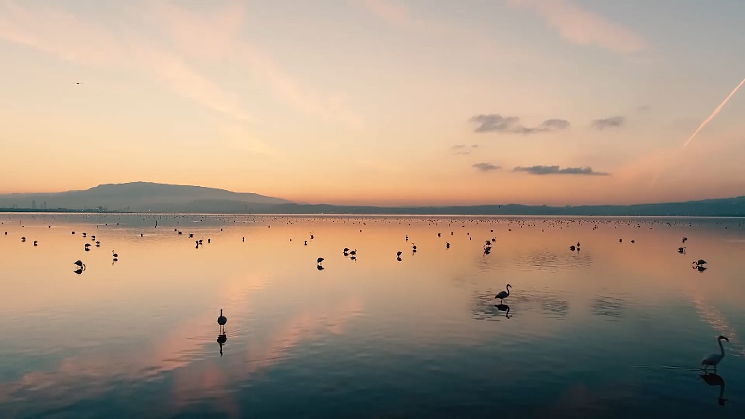 Gediz Deltası'ndan UNESCO'ya çağrı: Nesli tükenecek canlılar mirasımız, korumalıyız