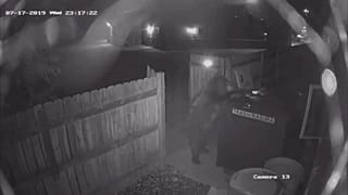 Зачем медведю аптека с марихуаной