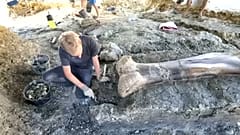 2 méteres dinoszaurusz combcsontot találtak Franciaországban