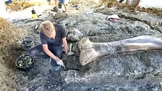 2 méteres dinoszaurusz combcsontot találtak Franciaországban