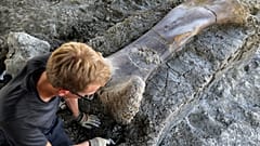 Riesiger Saurierknochen freigelegt: Bis zu 140 Millionen Jahre alt