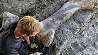A man inspects the femur of a Sauropod after it was discovered earlier in the week during excavations at the palaeontological site of Angeac-Charente, France, July 25, 2019