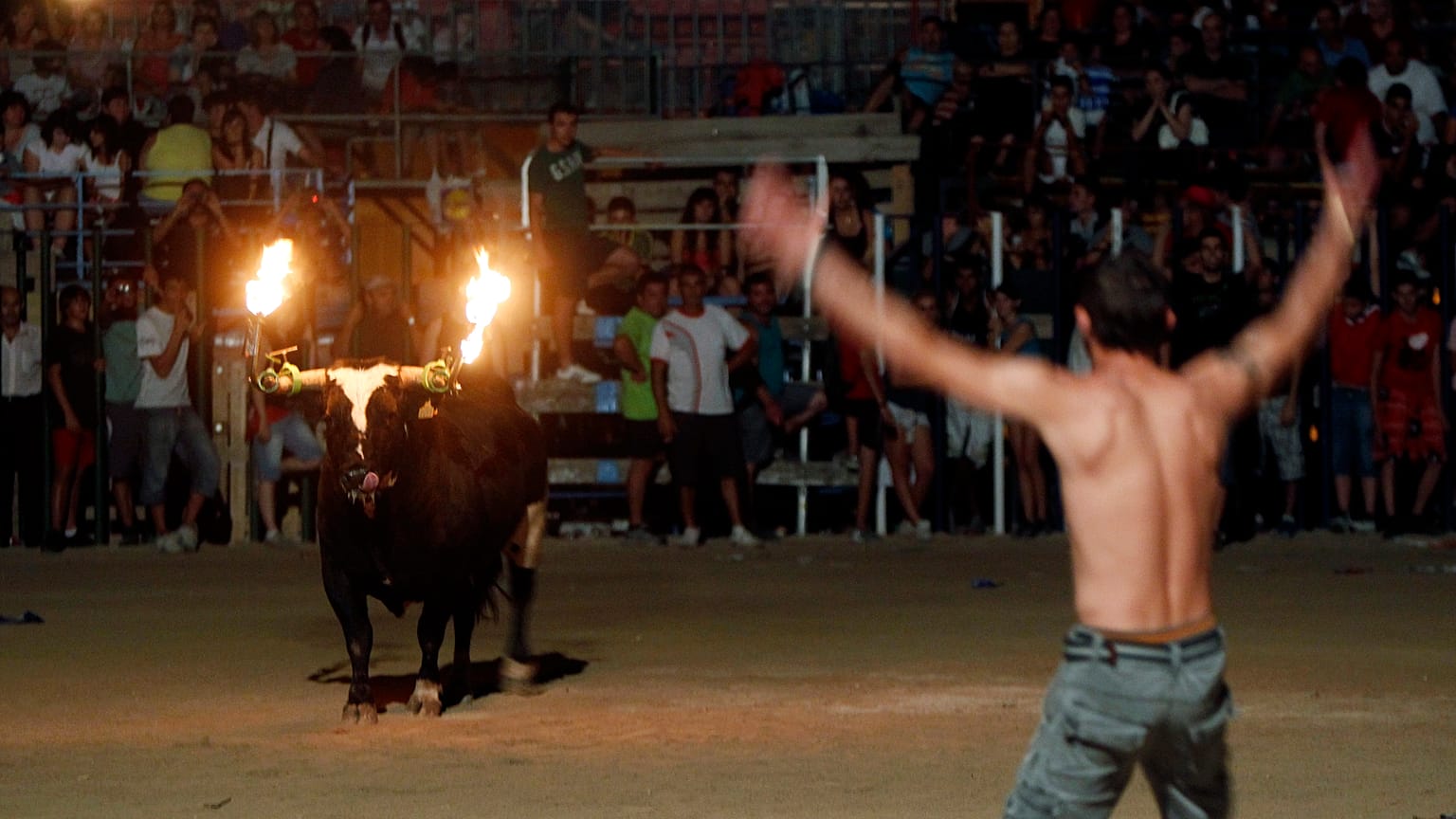 Toro embolado en Amposta, Cataluña