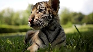 Bengal tiger cub in Guadalupe 