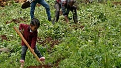 Record dall'Etiopia: piantati oltre 350 milioni di alberi contro la deforestazione