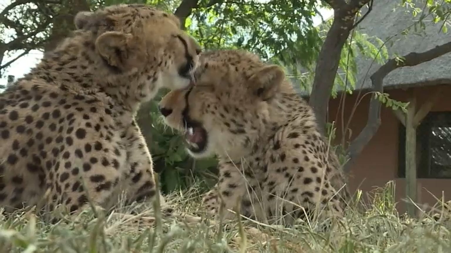Сексуальные проблемы гепардов