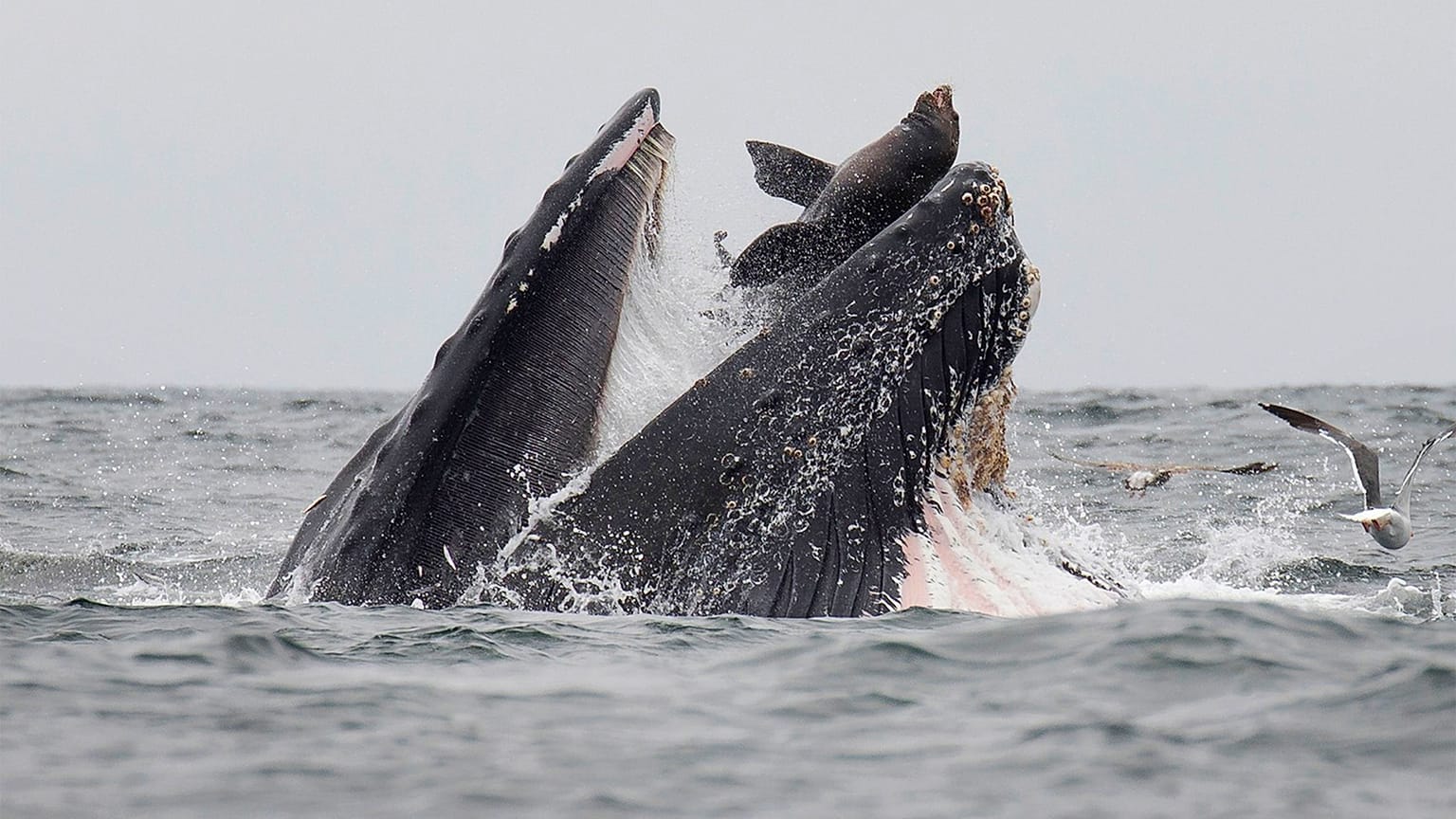 La foto della balena che quasi si mangia un leone marino