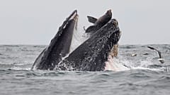 Nature photographer 'snaps incredible picture of sea lion getting caught in a whale's mouth'