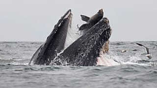 La foto della balena che quasi si mangia un leone marino