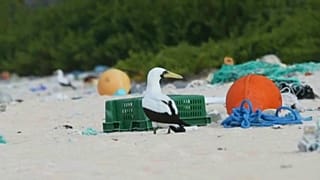 Lixo chega ao paraíso