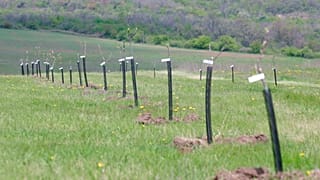 "Egy gyermek - egy facsemete" - 2007-ben 97.600 facsemetét ültettek el a Bükki Nemzeti Parkban, amelyek a 2007-ben született gyermekek számát jelképezik
