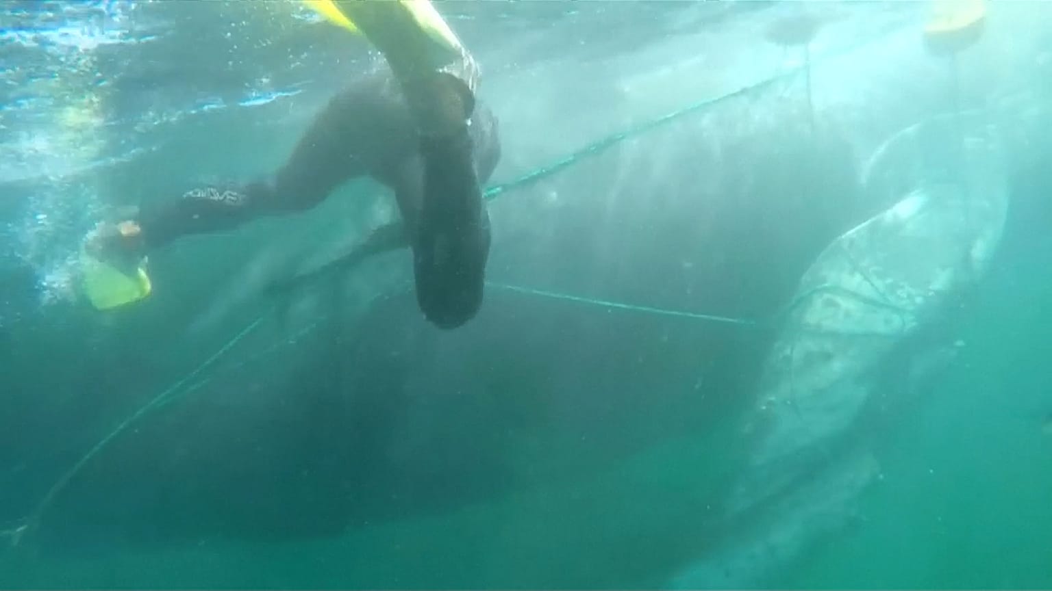 Divers and volunteers help to save humpback whale off Peru's coast