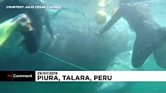 Wal wird aus Fischernetz befreit