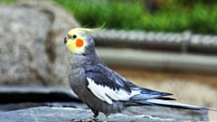 Cockatiel Parakeet 