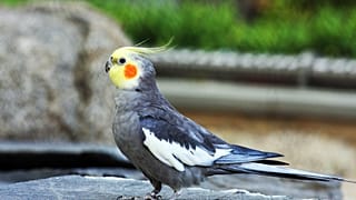 Cockatiel Parakeet