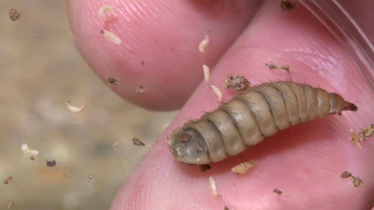 Insekten - die Nahrung der Zukunft?