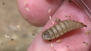 Insekten - die Nahrung der Zukunft?