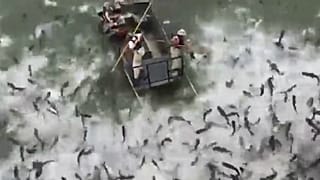صید و کنترل جمعیت ماهی کپور آسیایی در کنتاکی با «شوک الکتریکی»